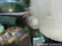 a.m.suturalis (008)